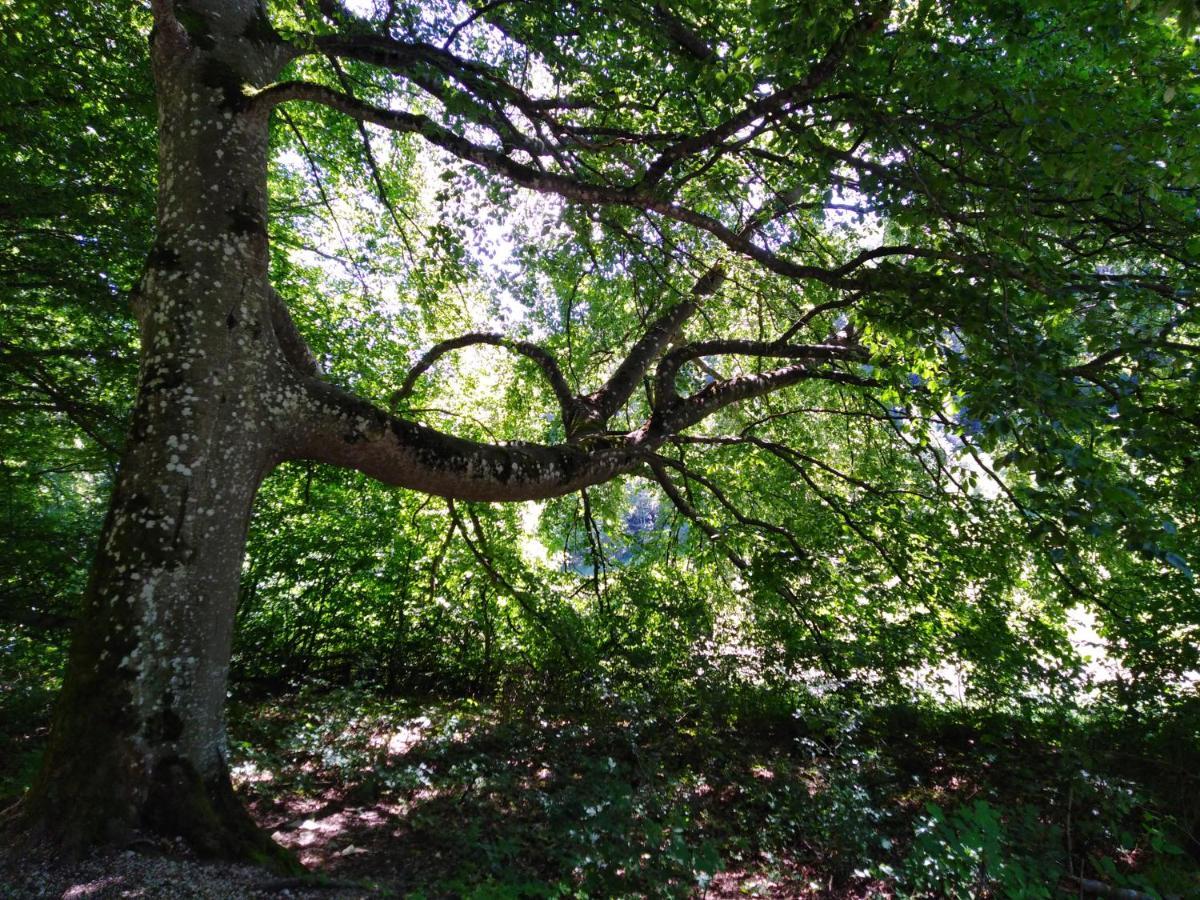 Ferienwohnung Mit Kleinem Garten Sonnenbühl Dış mekan fotoğraf