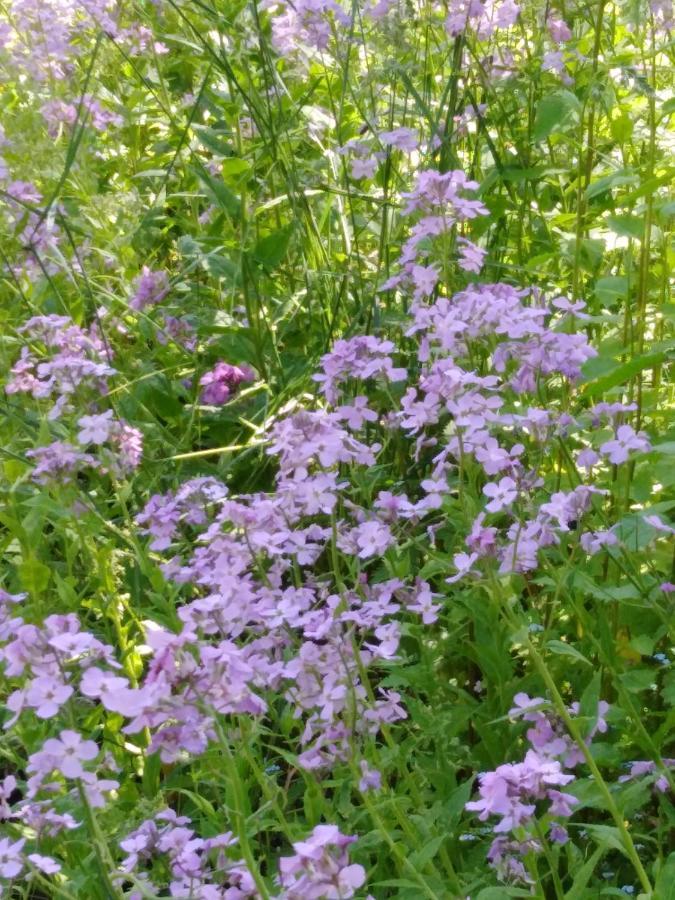 Ferienwohnung Mit Kleinem Garten Sonnenbühl Dış mekan fotoğraf