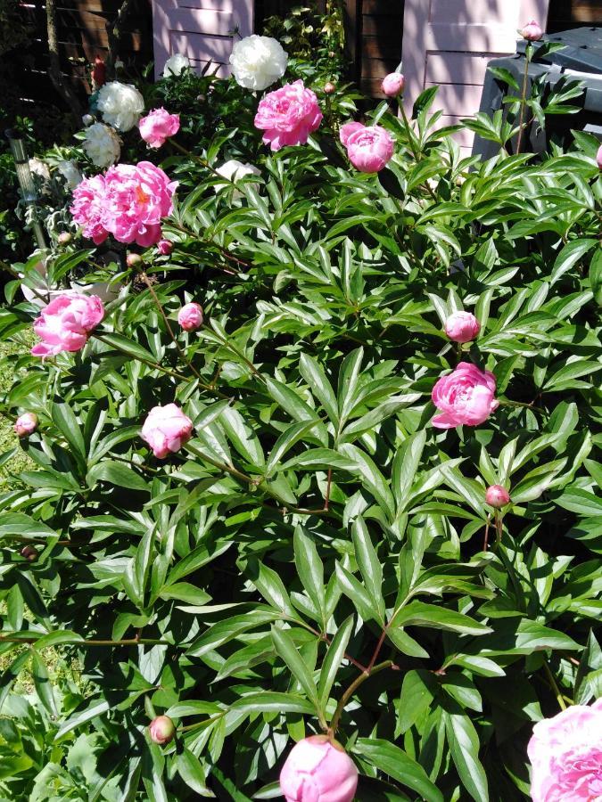 Ferienwohnung Mit Kleinem Garten Sonnenbühl Dış mekan fotoğraf