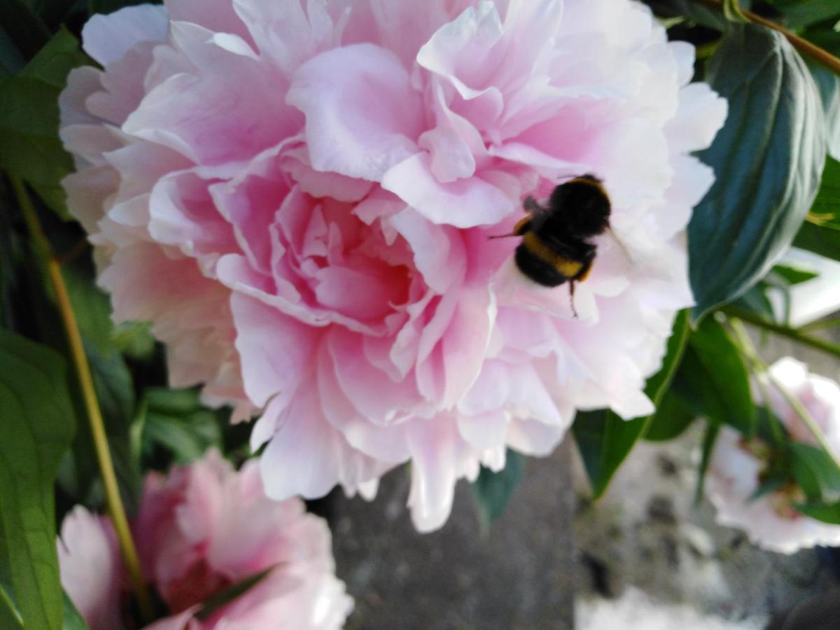 Ferienwohnung Mit Kleinem Garten Sonnenbühl Dış mekan fotoğraf